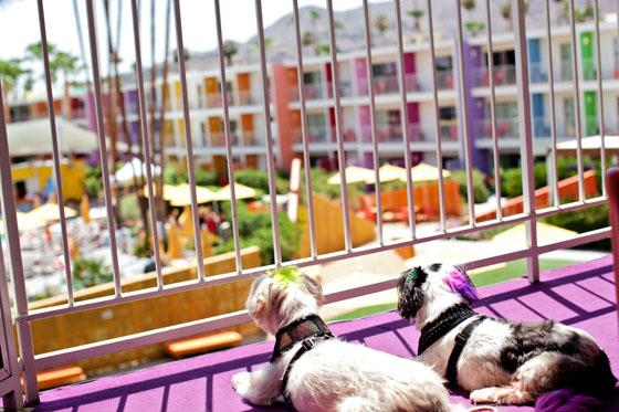 The Saguaro Palm Springs