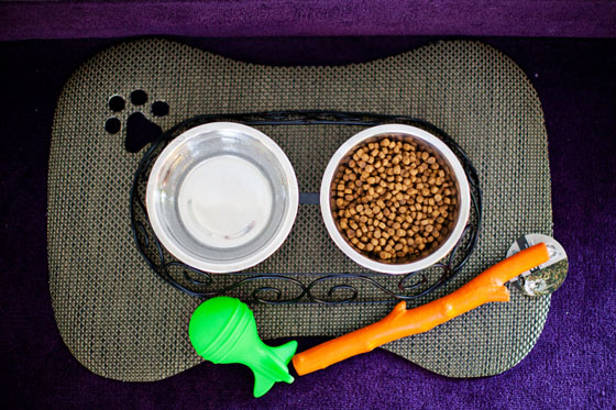 The Saguaro Palm Springs is super dog friendly