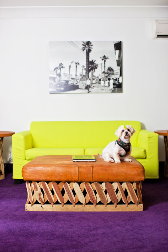 The Saguaro Palm Springs is very dog friendly.