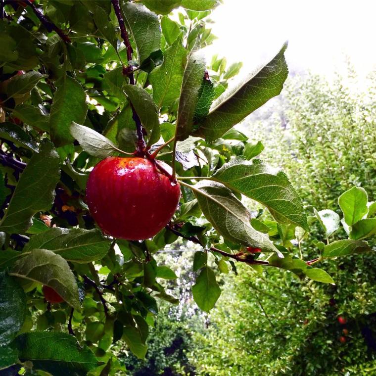 Oak Glen, CA Apple picking