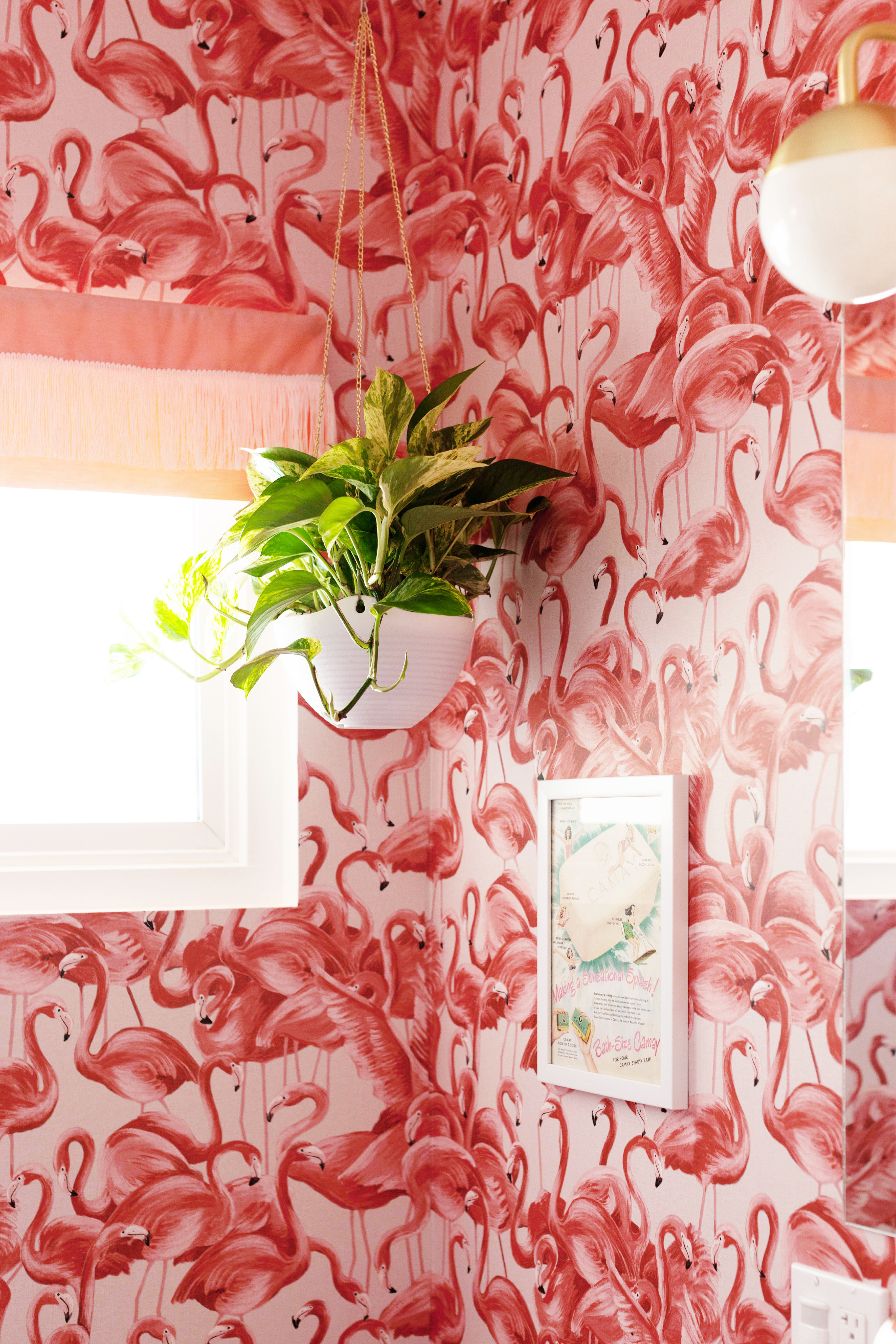 Flamingo Wallpaper and Hanging Plant