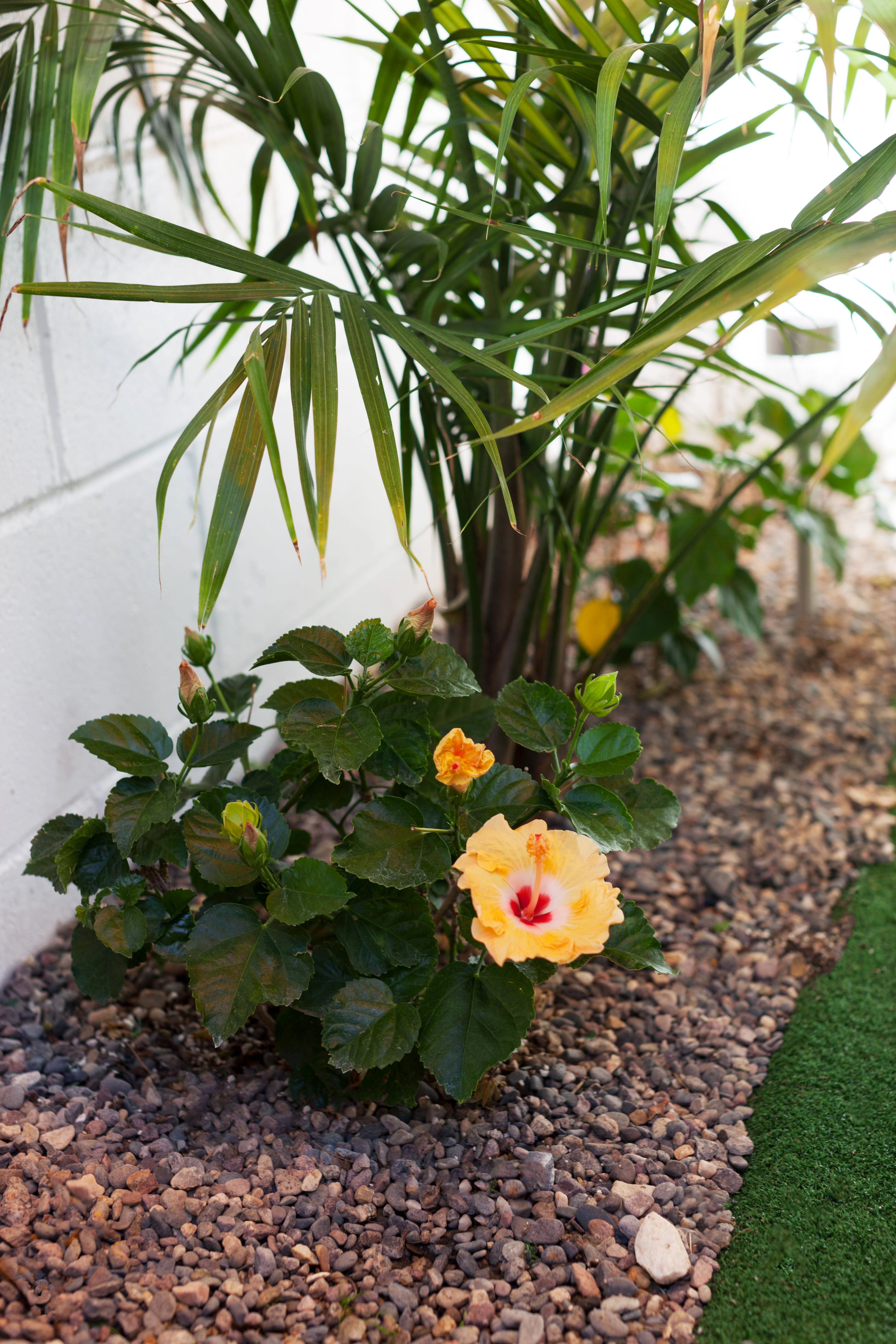 Hibiscus Landscaping